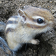 Illustration for article titled Inside Japans Squirrel Gardens. Yes, Squirrel Gardens!